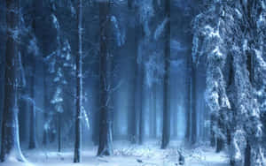 Embrace The Peace And Beauty Of Winter Forests Wallpaper