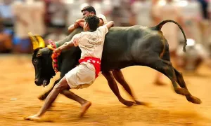 Embracing The Fierce Tradition - Jallikattu Wallpaper