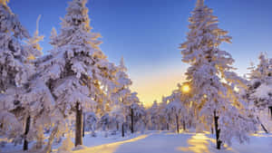 Embracing The Peaceful Winter Wonderland Wallpaper