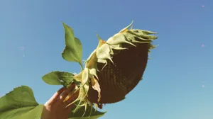 Embracing The Softness Of Blue: A Vintage Sunflower Study Wallpaper
