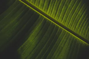 Emerald Green Banana Leaf Wallpaper