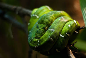 Emerald Green Boa Snake Wallpaper