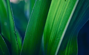 Emerald Green Leaf Wallpaper