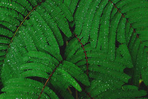 Emerald Green Plant With Dew Drops Wallpaper