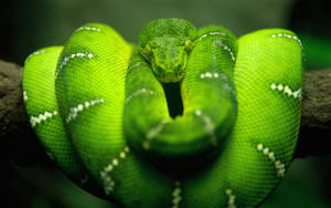 Emerald Green Snake On Trunk Wallpaper