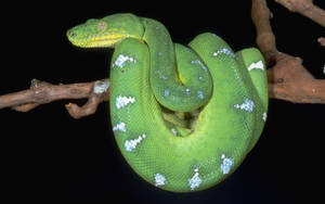 Emerald Green Snake Wallpaper