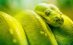 Emerald Tree Boa Macbook Pro 4k Wallpaper