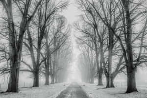 Empty Road With Snow Trees Wallpaper