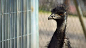 Emu Behind Fence.jpg Wallpaper