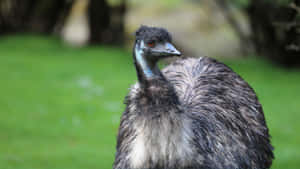 Emu Birdin Natural Habitat.jpg Wallpaper