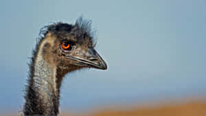 Emu Portrait Against Blue Sky.jpg Wallpaper