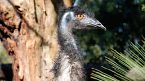 Emu Portraitin Natural Habitat.jpg Wallpaper