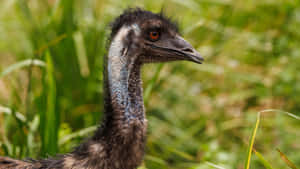 Emu Profilein Natural Habitat.jpg Wallpaper
