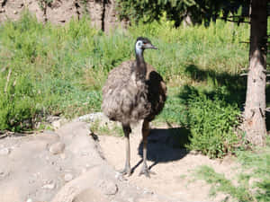 Emu Standingin Natural Habitat.jpg Wallpaper