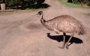Emu Walking Down Dirt Road Wallpaper