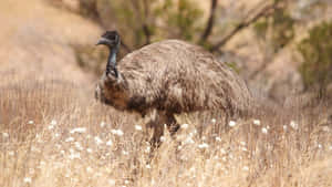 Emuin Natural Habitat.jpg Wallpaper