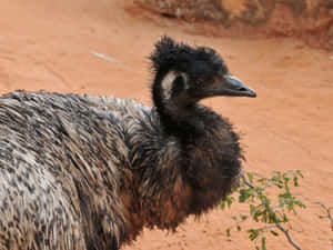Emuin Natural Habitat.jpg Wallpaper