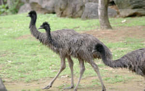 Emus Walkingin Natural Habitat.jpg Wallpaper