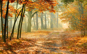 Enchanted Forest In The Fall Wallpaper