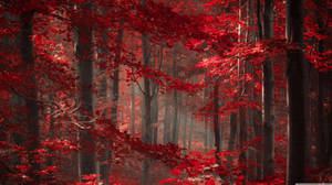 Enchanted Forest With Red Trees Wallpaper