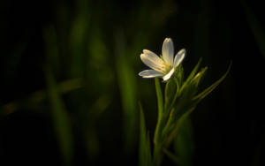 Enchanting Dark Hd Flowers Display Wallpaper