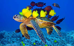 Enchanting Journey: Sea Turtle Swimming Among Fish Wallpaper