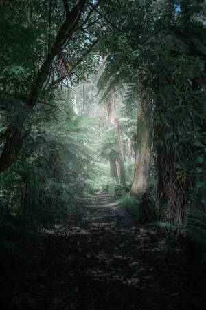 Enchanting Journey Through A Mystical Forest Wallpaper
