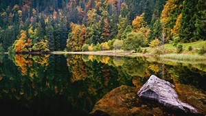 Enchanting Lake View Amidst Verdant Forest Wallpaper