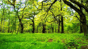 Enchanting Oak Forest Scenery Wallpaper