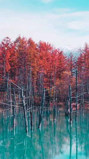 Enchanting Reflection: Nature's Serenity Displayed In A Mysterious Pond Wallpaper