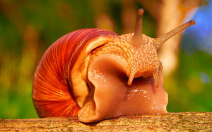 Enchanting Roman Snail Up Close Wallpaper