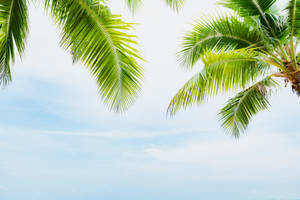 Enchanting Scenery Of Tall Coconut Trees Wallpaper