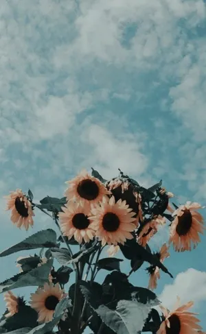 Enchanting Sunflower Sky Cute Background Wallpaper