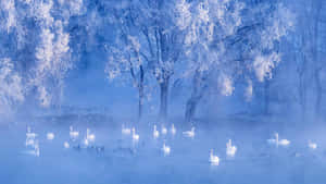 Enchanting Winter Solstice Night Sky Wallpaper