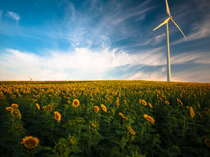 Energy Windmills In Sunflower Field Wallpaper