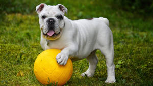 English Bulldog Ball Wallpaper