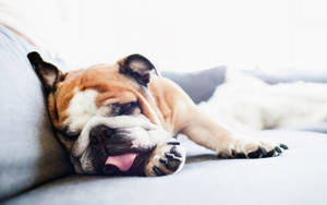 English Bulldog Gray Couch Wallpaper