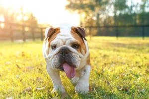 English Bulldog In Grass Wallpaper