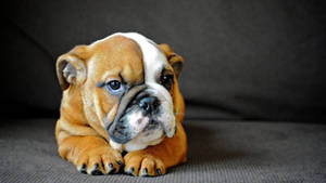 English Bulldog Puppy Wallpaper