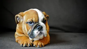 English Bulldog Puppy Wallpaper