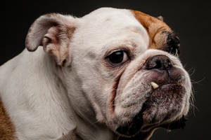 English Bulldog Sideview Wallpaper