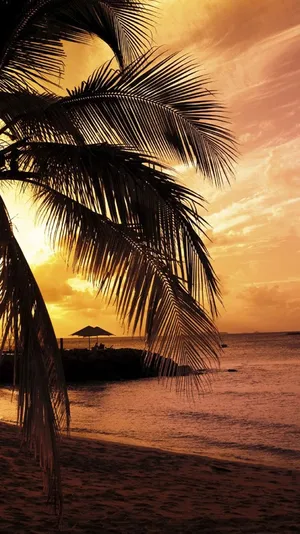 Enhance Your Apple Device With A Tropical Vibe Wallpaper