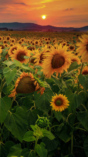 Enhance Your Home Decor With Sunflowers And Roses Wallpaper