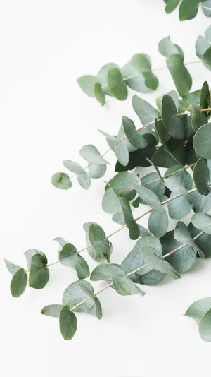 Enhance Your Productivity With The Perfect Blend Of Nature And Technology - Plants Iphone Wallpaper