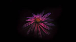 Enigmatic Beauty Of Dark Hd Flowers Wallpaper