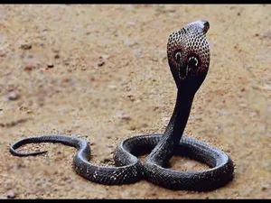 Enigmatic Black Cobra In A Striking Pose Wallpaper