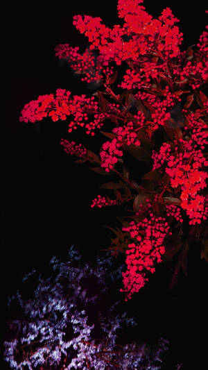 Enigmatic Blooms: Dark Hd Flowers Wallpaper