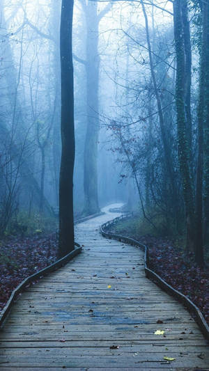 Enigmatic Foggy Forest For Iphone Wallpaper