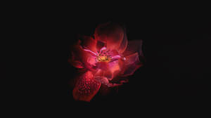 Enigmatic Ruby Blooms - Dark Hd Floral Display Wallpaper