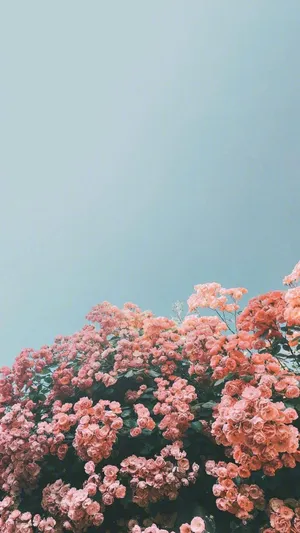 Enjoy A Beautiful Combination Of Colors And Shapes With This Delicate Floral Aesthetic Iphone Wallpaper. Wallpaper